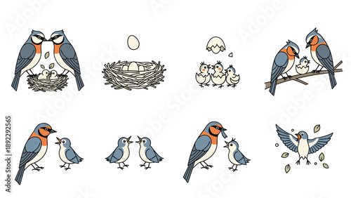Educational diagram showing the life cycle and daily behaviors of birds from nesting and hatching to feeding chicks and learning to fly.