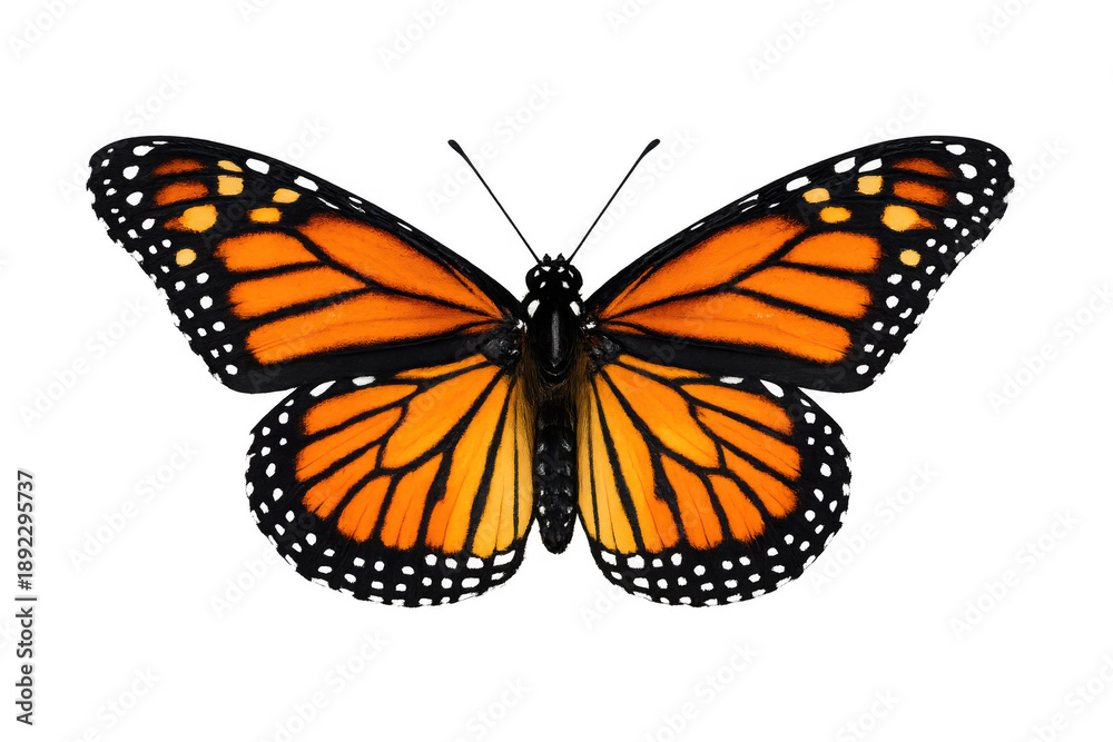 Obraz premium Monarch butterfly spreading wings, top view shot, vibrant orange insect, migration, transformation and freedom concept