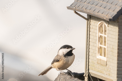 black capped chickadee sits on a suburban backyard bird feeder to eat millet and black sunflower seeds left out by the homeowner