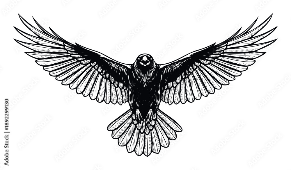 Fototapeta premium Majestic black crow or raven with powerful spread wings and open beak flying forward, suitable for a striking logo emblem or tattoo graphic print
