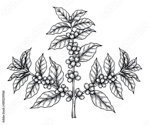 Detailed black and white botanical illustration of a coffee plant branch featuring ripe berries and lush leaves, ideal for organic product packaging or cafe branding