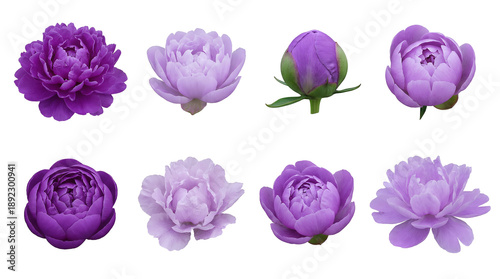 Purple peony flower set including bloom, bud, open, and closed stages isolated. Floral design and botanical collection.