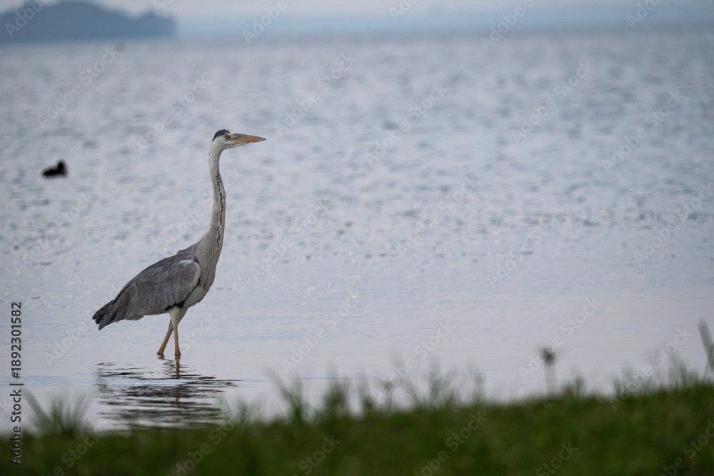 Obraz premium Grey Heron standing in shallow lake water with other water birds behind it
