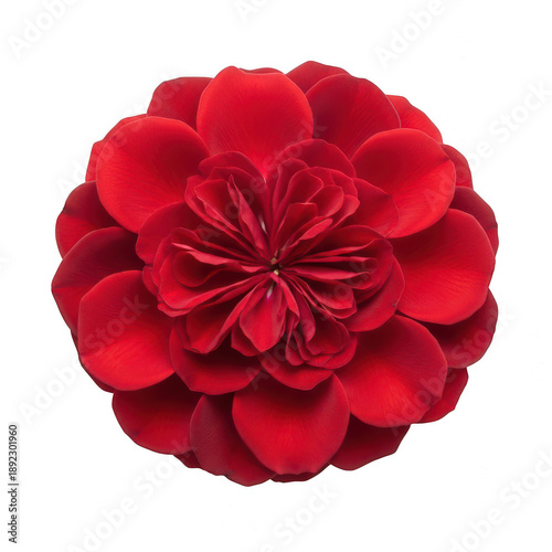 Wallpaper Mural Vibrant red camellia flower in full bloom isolated on transparent background Torontodigital.ca
