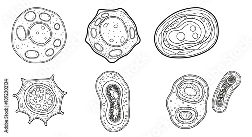 Adobe Illustrator Artwork