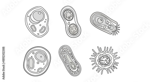 Adobe Illustrator Artwork