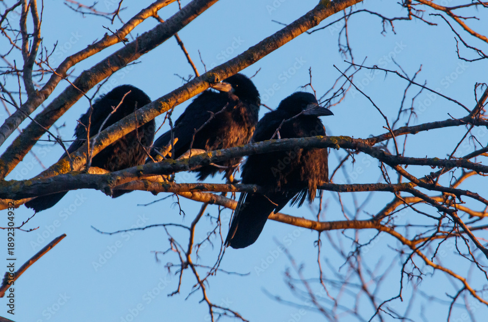 Obraz premium Three black birds sitting on a tree branch