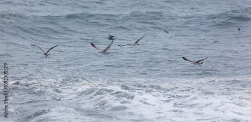 Photography A flock of seagulls flying over the ocean