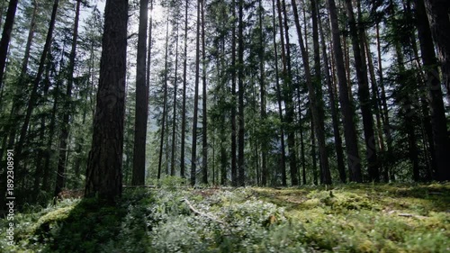 Wallpaper Mural Nature landscape of a sunny forest. Rays break through the trees. Torontodigital.ca