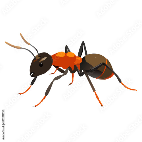 A macro closeup of a small black worker ant with long antennae and sharp jaws isolated on a white background as a nature insect pest