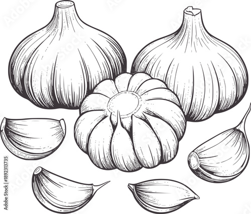 Pencil of whole garlic bulbs and cloves monochrome food