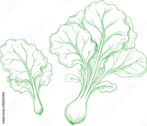 Two green beet root vegetables with leafy tops hand drawn