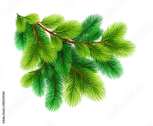 Fir tree branch isolated on...