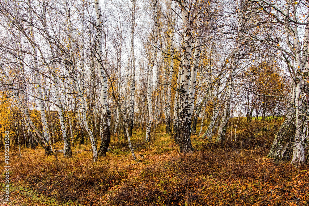 Fototapeta premium Bright birch forest in late autumn in cloudy weather