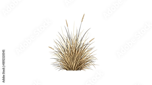 dry grass tuft in minimalist illustration style, white