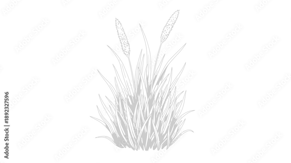 Fototapeta premium meadow grass cluster in premium illustration style, white