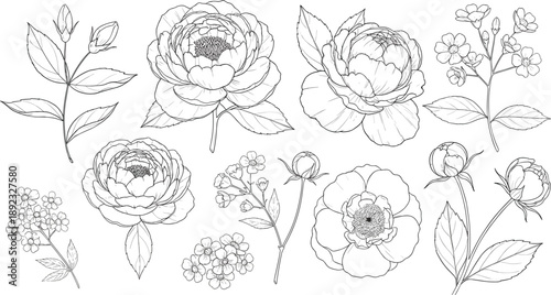 Hand drawn flower illustration set with peony blossoms leaves and botanical sketch elements