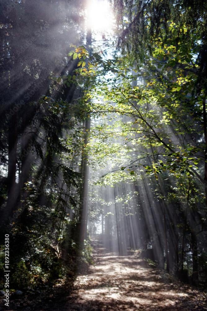 Obraz premium Take a morning hike through fog and sunbeams to the sunny summit of Schweinsberg in Bavaria, Germany.