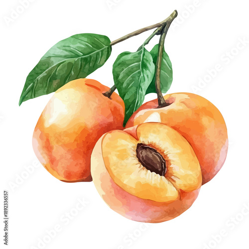 Apricot, realistic watercolor illustration vector, isolated on a white background.