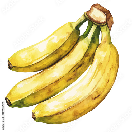 Banana, detailed watercolor clipart vector, isolated on a pure white background.