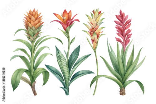 Foto Watercolor Bromeliad Bloom, Vibrant Tropical Floral Vector Illustration Isolated