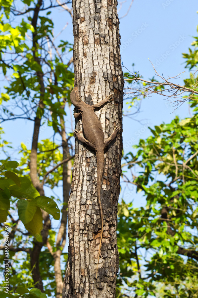 Obraz premium lizard on a tree