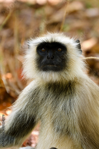 Photography monkey in the wild