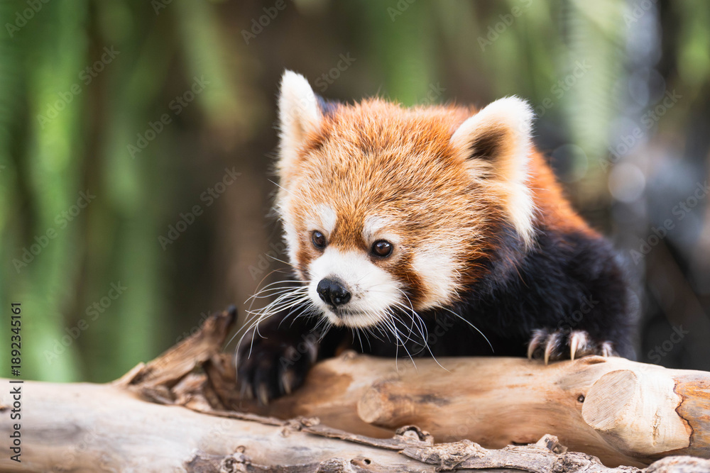 Obraz premium Red Panda Resting on a Wooden Log in a Natural Environment