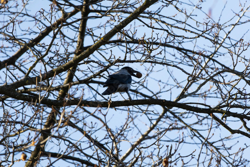 Photos Hooded crow holds its prize nut while standing on a sturdy limb within a web of