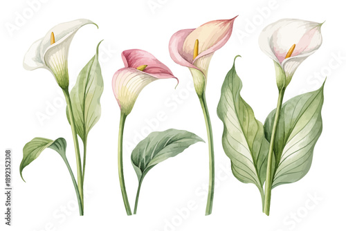 set of Watercolor Calla Lily Bloom, Minimal Floral Vector Illustration Isolated on White