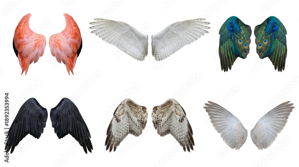 Fototapeta premium Bird wing set including flamingo, owl, peacock, raven, and hawk feathers isolated. Avian anatomy and fantasy costume collection.