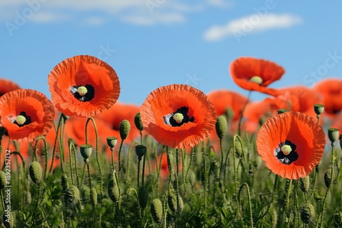 Bright orange poppies bloom in lush green field under clear blue sky during sunny day