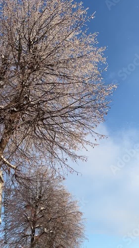 Delicate tree branches coated in sparkling ice and hoarfrost  and falling snow against clear blue winter sky. Winter mood,  frost textures, nature-themed visual. Vertical video.