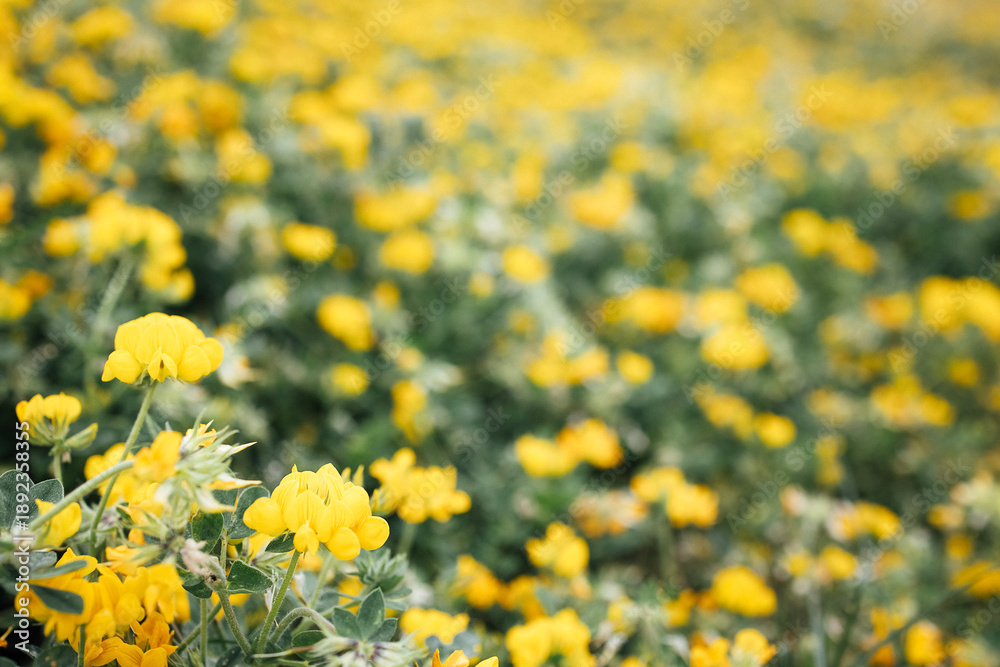 Obraz premium Vibrant field of yellow flowers in full bloom, surrounded by lush green foliage, creating a serene and picturesque natural landscape for relaxation and inspiration