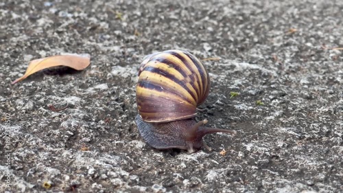 Striped Land Snail Crawling on Textured Concrete Surface. Close-up View of a Slow Moving Mollusk in its Natural Habitat.