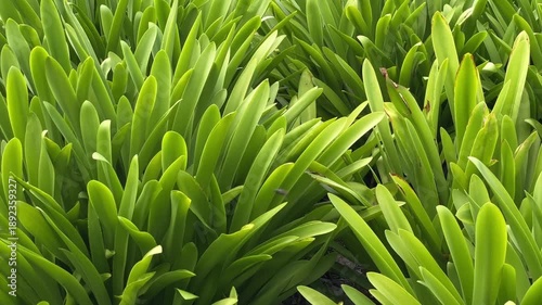 Lush Green Agapanthus Leaves Texture Background