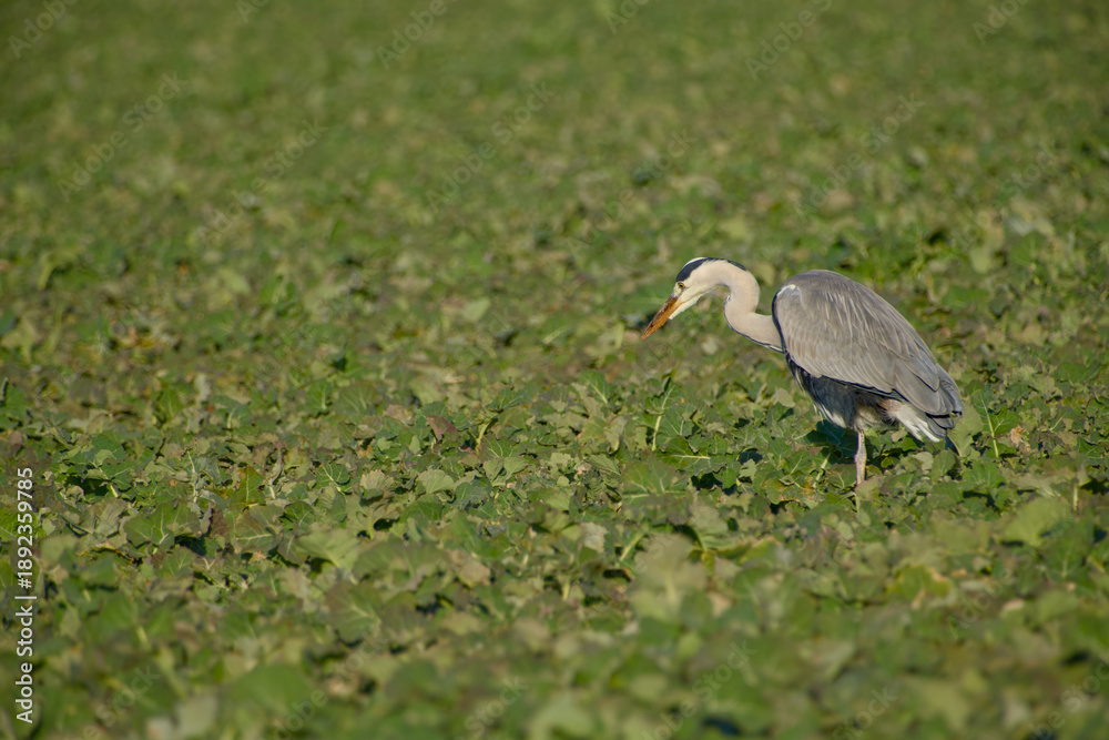 Obraz premium Grey heron foraging while walking through farmland