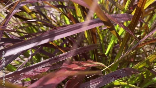 Vibrant Purple and Green Ornamental Fountain Grass in Sunlit Garden