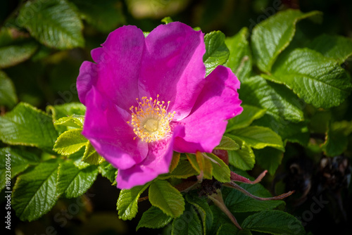 Pink rugosa rose flower in summer