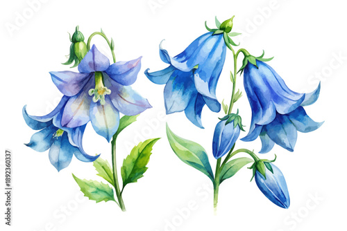Watercolor Campanula Bellflower Art, Blue Botanical Clipart, isolated on white background