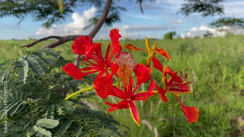 Vibrant Red Flamboyant Flowers Blooming on a Royal Poinciana Tree in Tropical Field