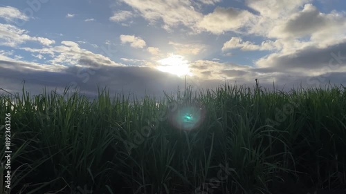 Sunrise Over Tropical Sugarcane Field with Dramatic Clouds and Lens Flare