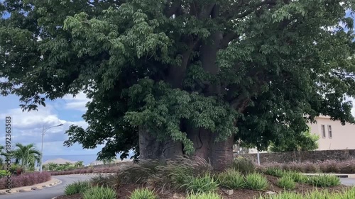Massive Baobab Tree in a Tropical Landscaped Roundabout in Mauritius