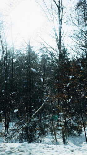 Trees have fallen in the forest due to snow, trees are lying on the roads, roads are closed, snow chaos in Germany, shoveling snow, snow in the forest, snow on the cars, snow in the village