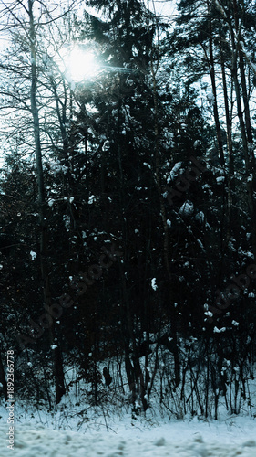 Trees have fallen in the forest due to snow, trees are lying on the roads, roads are closed, snow chaos in Germany, shoveling snow, snow in the forest, snow on the cars, snow in the village