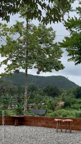 tropical garden in thailand