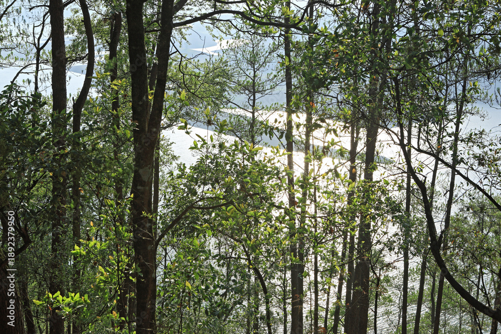Fototapeta premium trees in the forest