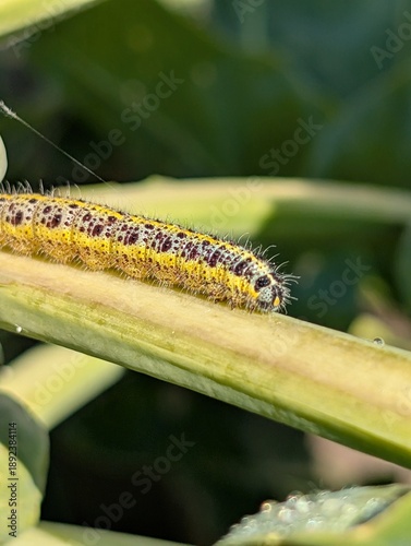Cabbage white caterpillar