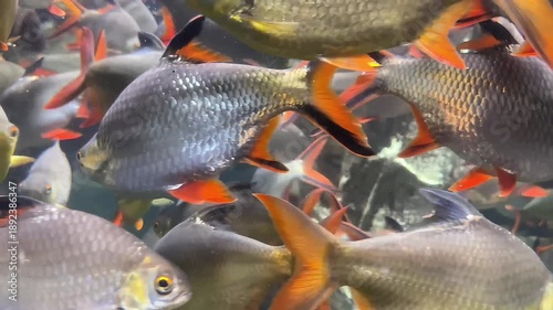 large red tail tinfoil barb fish in freshwater aquarium swimming through aquatic plants 