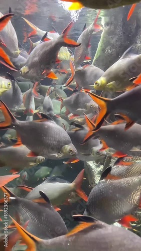 large red tail tinfoil barb fish in freshwater aquarium swimming through aquatic plants 